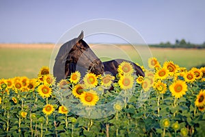 Portrait of beautiful black horse in flower