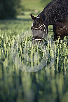 Portrait of beautiful black horse  grazing  on green cereals wheat field. summer time. sunny evening