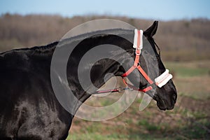 portrait of beautiful black horse posing in field. spring time. close up