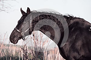 Portrait of beautiful black horse  posing in  meadow. autumn season