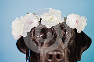 Portrait of beautiful black labrador dog wearing a crown of flowers over blue background. Spring or summer concept