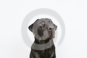 portrait of a beautiful black labrador over white background looking at the camera. pets indoors