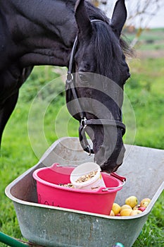 Portrait of beautiful black sportive horse eating apples and muesli from cart. posing in green grass field. autumn season