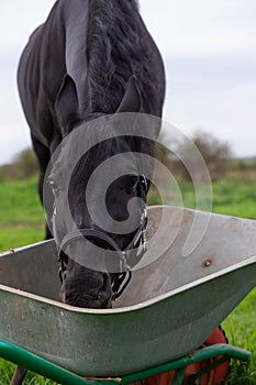 Portrait of beautiful black sportive horse eating apples and muesli from cart.posing in green grass field. autumn season