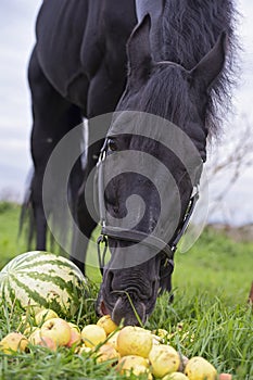 Portrait of beautiful black sportive horse eating fruits and grass. posing in green grass field. autumn season. horsy care and