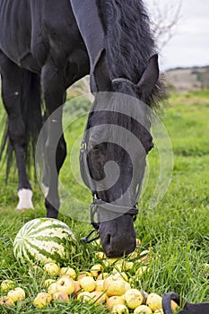 Portrait of beautiful black sportive horse eating fruits and grass. posing in green grass field. autumn season. horsy care and