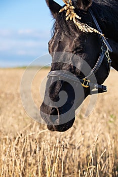 Portrait of beautiful black sportive Trakehner  stallion moveing at wheat field. close up