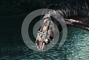 Portrait of Beautiful black stallion at lake background. close  up