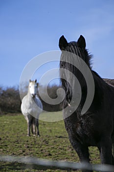 Portrait of black stallion with white horse in background