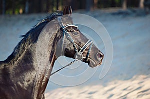 Portrait of Beautiful black stallion in motion