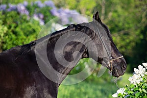 portrait of beautiful black stallion posing nearly blossom lilac bush at sunny evening. close up