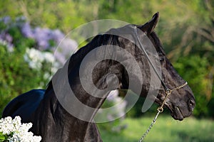 portrait of beautiful black stallion posing nearly blossom lilac bush at sunny evening. close up