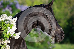 portrait of beautiful black stallion posing nearly blossom lilac bush at sunny evening. close up