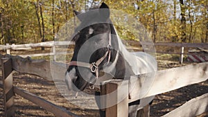 Portrait of a beautiful black and white horse with white facial markings standing in the corral outdoors. Graceful