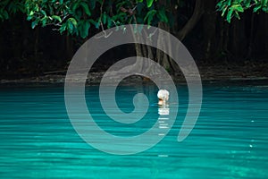 A portrait of beautiful blonde woman relaxing in the emerald pool in tropical forest. Sra Morakot, Krabi, Thailand