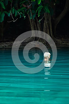 A portrait of beautiful blonde woman relaxing in the emerald pool in tropical forest. Sra Morakot, Krabi, Thailand