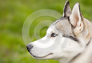 Portrait of a beautiful blue-eyed Siberian Husky