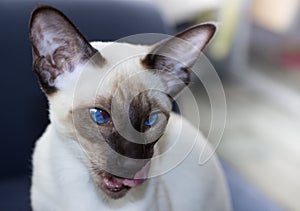 Portrait of beautiful blue eyes seal-point oriental cat.