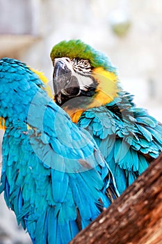 Portrait of a beautiful blue yellow macaw