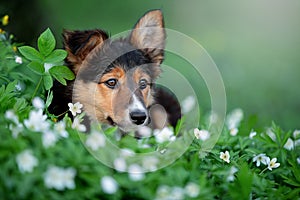 Portrait of a beautiful Border Collie in spring flowers.