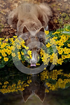 Portrait of a beautiful Border Collie in yellow flowers.