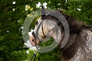 Portrait of a beautiful breeding stallion of the breed: gypsy vanner or irish cobin the coniferous forest, a horse with a long