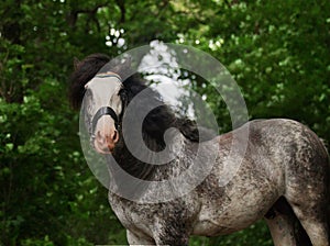 Portrait of a beautiful breeding stallion of the breed: gypsy vanner or irish cobin the coniferous forest, a horse with a long