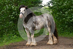 Portrait of a beautiful breeding stallion of the breed: gypsy vanner or irish cobin the coniferous forest, a horse with a long