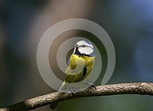 Portrait of beautiful bright little bird tit sitting on a branch