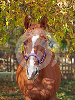 Portrait of beautiful brightly chestnut horse