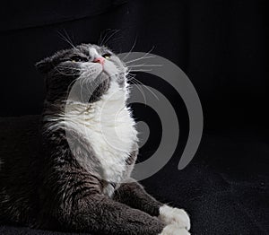portrait of a beautiful british shorthair cat on black background