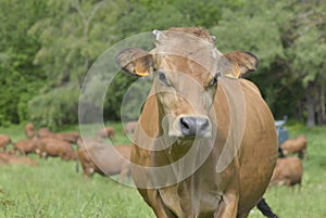 Portrait of a beautiful brown alpine cow in pasture