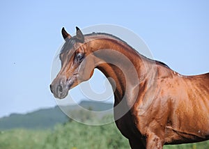 Portrait of beautiful brown arabian horse