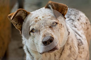 Portrait of a beautiful brown Catahoula Leopard dog