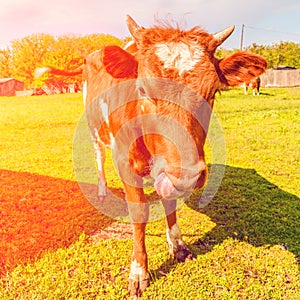Portrait of a beautiful brown cow