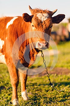 Portrait of a beautiful brown cow