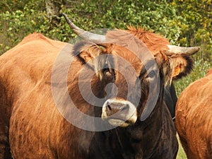 Portrait of a brown cow with horns and white patches around the eyes and nose