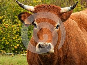 Portrait of a brown cow with horns and white patches around the eyes and nose