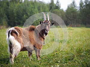 Portrait of a beautiful brown goat