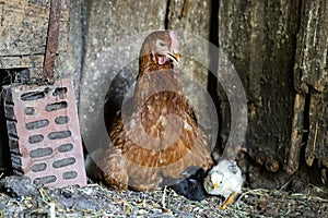 Portrait of beautiful brown hen nesting with her little newborn chicks.