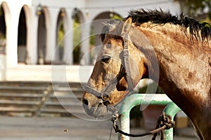 Portrait of a beautiful brown horse