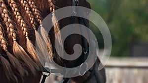 Portrait of beautiful brown horse.