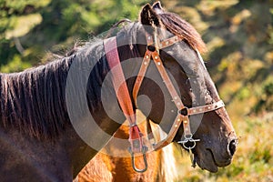 Portrait of beautiful brown horse. Brown horse head in stable closeup. Rural ranch life.