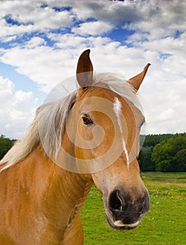 Portrait of a beautiful brown horse on a farm against a cloudy blue sky. Face closeup of chestnut stallion with blonde