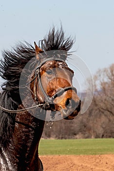 The portrait of a beautiful brown horse in motion, mane developing in the wind