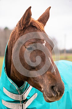 Portrait of beautiful  brown horse photo