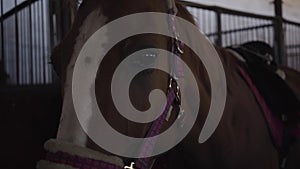 Portrait of a beautiful brown horse with white facial markings standing in the corral indoors. Graceful animal looking