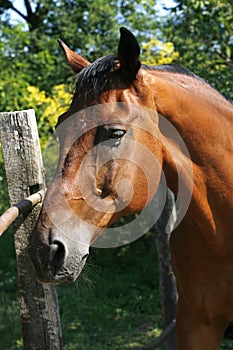 Portrait of a beautiful brown thoroughbred horse at farm