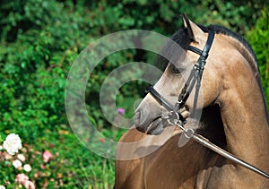 Portrait of beautiful buckskin welsh pony