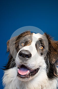 portrait of beautiful bucovina shepherd dog